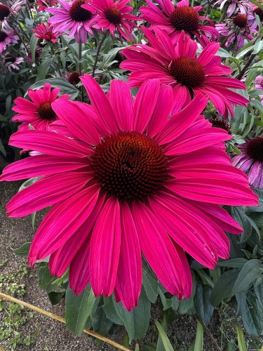 sensation-wild-romance_echinacea-hybrida_75957_5.jpg