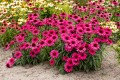 sensation-wild-romance_echinacea-hybrida_75957_1.jpg