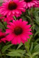 sensation-wild-romance_echinacea-hybrida_75957_4.jpg