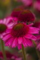delicious-candy_echinacea-hybrida_74262_5.jpg