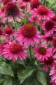 delicious-candy_echinacea-hybrida_74262_9.jpg