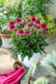 delicious-candy_echinacea-hybrida_74262_2.jpg
