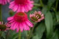 delicious-candy_echinacea-hybrida_74262_1.jpg