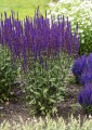 caradonna_salvia-nemorosa_78204_1.jpg