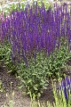 caradonna_salvia-nemorosa_78204_2.jpg