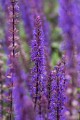 caradonna_salvia-nemorosa_78204_3.jpg