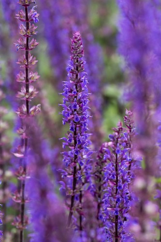 caradonna_salvia-nemorosa_78204_3.jpg
