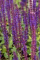 caradonna_salvia-nemorosa_78204_4.jpg