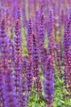 caradonna_salvia-nemorosa_78204_5.jpg