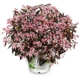 csm_Euphorbia_Shades_In_Pink_PWbrand_01_278c30c5d5.webp