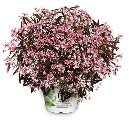 csm_Euphorbia_Shades_In_Pink_PWbrand_01_278c30c5d5.webp