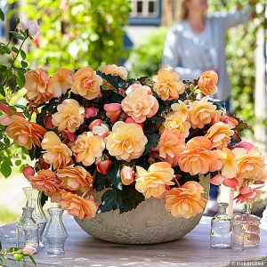 Begonia Fragrant Falls Peach