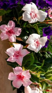 Sundaville Double Blush Pink 