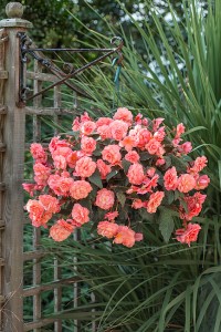 Begonia Sweetspice English Rose