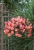 rabatowe-wiosenne-ogrodowebalkonowe_sweetspice_61882_1.jpg