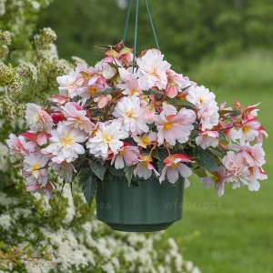 Begonia Sweetspice Appleblossom