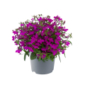 Lobelia_erinus-Sweet_Springs_Purple_36301_P_1 — kopia.png