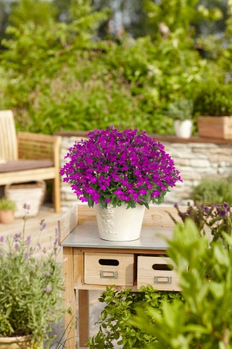 Lobelia_erinus-Sweet_Springs_Purple_36301_S_1 (1).jpg