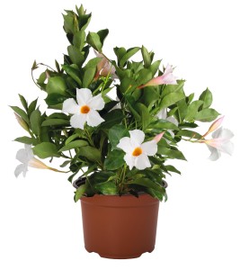 Mandevilla Dipladenia Flordenia White Halo