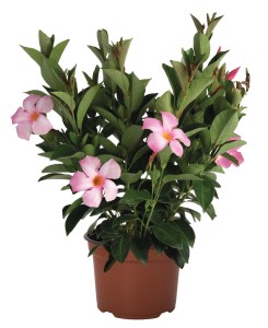 Mandevilla Dipladenia Flordenia Rose