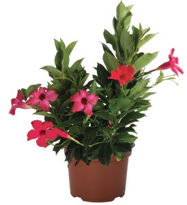 Mandevilla Dipladenia Flordenia Neon 