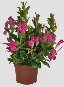 Mandevilla Dipladenia Flordenia Pink