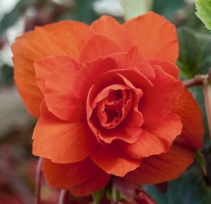 Begonia Illumination Orange