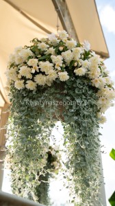 Begonia Illumination White