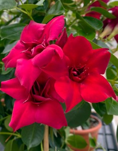 Sundaville Double Red