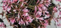 Euphorbia Shades in Pink_łączka 1.jpeg