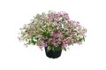 Euphorbia Shades in Pink.jpeg