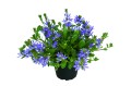 Scaevola STARDIVA Blue 1.jpeg