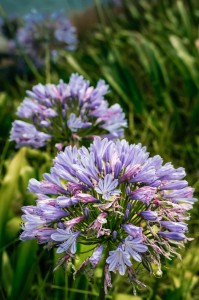 Agapant Niebieski Blue Umbrella