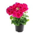 70048339-pot.jpg — kopia.webp