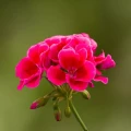 70048339-flower.jpg — kopia.webp
