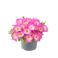 Petunia_grandiflora-Viva®_Pink_Morn_45148_P_1.webp