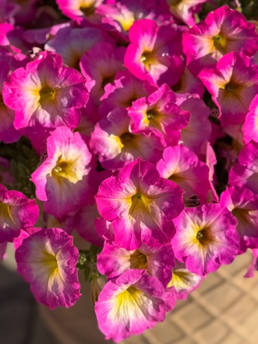 IMG_9520.jpeg