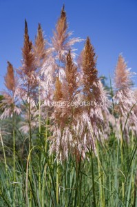 Trawa Pampasowa, Cortaderia Selloana (kolor jasny róż)