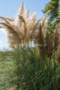 Trawa Pampasowa, Cortaderia Selloana Evita (kolor biały)