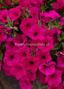 Supetunia Vista Fuchsia