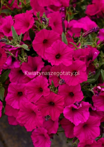 6611da9a-cf56-4f0b-a1ed-2f9be8a53cc9.jpeg
