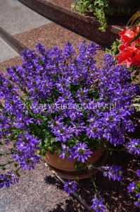 Scewola Stardiva Blue, niebieska 