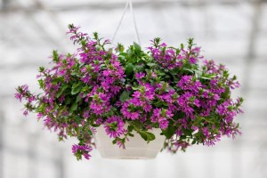 Scewola Aemula Touch Pink 