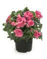 rosliny-rabatowe-wiosenne_begonia_61818_1.jpg