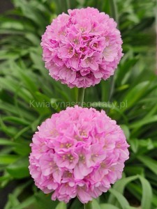 Zawciąg szerokolistny Armeria pseudarmeria Dreameria Daydream