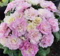primula-belarina-pink-champagne_5 — kopia.jpg