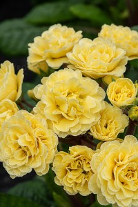 Primula Pretty Polly Buttercream