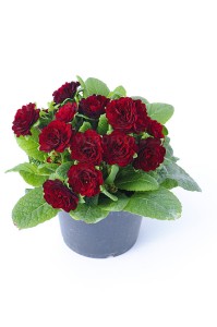 Primula Belarina Valentine