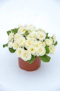 Primula Belarina Vanilla