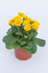 Primula Pollyanaa Gold 